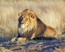 Nature WILD LION Glossy 8x10 Photo Animal Print Wall Art Poster Big Cat Lions picture