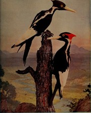 Ivory-billed Woodpecker Vintage Audubon Birds of America Glossy Photo Reprint Wa picture