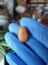 Melo Melo Pearl   Indian Volute        Large            Specimen - 20.00 CT picture