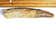 5 INCH LONG SPINOSAURUS TOOTH DINOSAUR FOSSIL EXTINCT ANCIENT RELIC SPINOSAUR picture