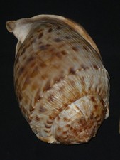 534 Cassis tessellata w/o 263.2mm TOP IMPORTANT NATURAL SEASHELL RARE BEAUTY picture