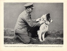 1930s Antique Wartime Messenger Dog Print Training with British Soldier 7022d picture