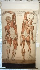 1918 A.J. Nystrom Co American Frohse Myology Wall Chart Muscles Medical 75”x 40” picture