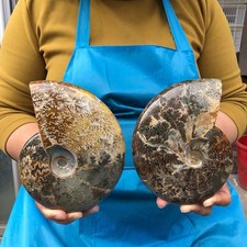 2pcs 3.47LB Natural Horn Screw Fossil Ammonite Conch Crystal Specimen Healing picture