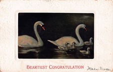 1912 Heartiest Congratulations Postcard of Lovely Swans Swimming on a River-4800 picture