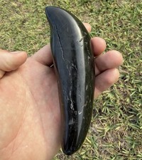 Giant Megalodon Era Marine Mammal Predator Tooth Fossil (polished) picture
