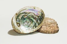 Green Abalone Sea Shell One Side Polished Natural Beach Craft 5