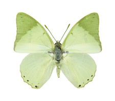 Unmounted Butterfly/Nymphalidae - Charaxes subornatus subornatus, male, CAR picture