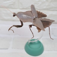 Praying Mantis Vol.2 Deroplatys Truncata(Dark Brown) Figure BANDAI picture