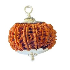 14 Mukhi Rudraksha Original Certified 14 Face Rudraksha FROM Nepal picture