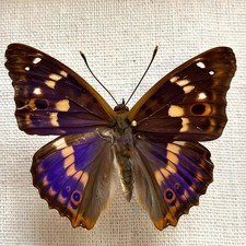 10 Pcs Purple Sheen Butterfly Specimens 5-8cm Spread A1-A- Grade DIY Decor Gift picture