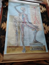 Vintage Anatomy Chart Denoyer Geppert Series 43