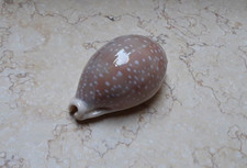 F Cypraea camelopardalis HUGE RARE SIZE 86.5 mm F++++ clear dots red sea shell picture