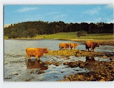 Postcard Highland Cattle by Loch Etive, Scotland picture