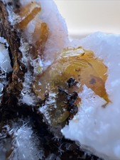 Wulfenite Crystals in Matrix Los Lamentos, Ahumada, Chihuahua, Mex.  132  g. picture