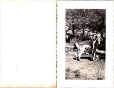 Russian Greyhound Dog Borzoi 1950s in front of Trees B+W Photo S0103 picture