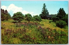 Vintage Postcard Wild Flowers at Monhegan Maine Lorimer Brackett picture