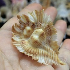 Pterynotus Miyokoae Murex Natural Conch Unique Seashell Rare Real Aquarium 2