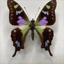 2 Real Purple Green Swallowtail Butterfly Specimens Spread Wings A1/A- picture