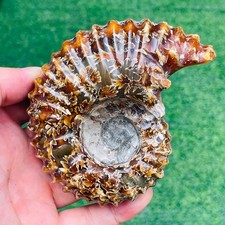 440g TOP Rare Natural Ammonite Conch Jasper Mineral Specimen Healing picture