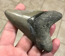 RARE,HUMONGOUSLY AWESOME LOWER -B.VALLEY,FL- 4.07” - MEGALODON SHARKTOOTH FOSSIL picture