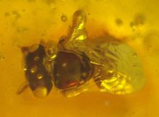 Beautiful True BEE with Nice Eyes and Bubble in Dominican Amber Fossil picture