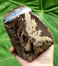 289GR NATURAL AMBER PARTLY POLISHED,CLEAR DARK YELLOW BROWN,A CILCULAR HOLER picture