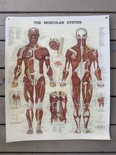 ⁠Vintage 1981 The Muscular System Anatomical Chart Co Peter Bachin Poster 20x26⁠ picture