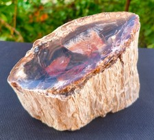 3 Lb 2.85 Oz Natural Opalized Mirror Polished Multicolor Petrified Wood Uv picture