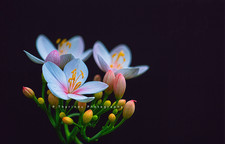 Photograph Digital Image Wildflower Photo Wallpaper Background Desktop Art Print picture