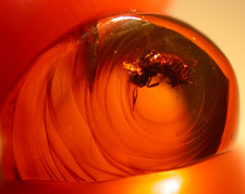 EXTINCT True Bee with Nice Resin Flows in Dominican Amber Fossil Gemstone picture