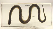 Chinese Water Snake Encased in Crystal Clear Lucite Resin 6.3
