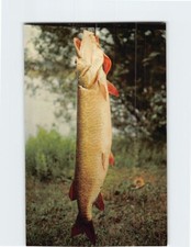 Postcard Yipes Visitor Phillips Wisconsin USA picture
