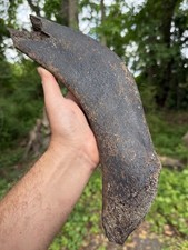 Very Nice Large EXTINCT “MYSTICETI” Rib Wh@le Bone Fossil  picture