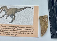 Carcharodontosaurus dinosaur CARCHARODON TOOTH 2” AKA Africa TREX T REX AB21 picture