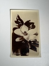 Beautiful Original 1930's Photograph of Magnolia Flower picture