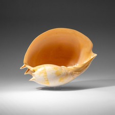 Genuine Large Volute Shell (2.3 lbs) picture