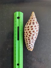 Scaphella Junonia shell picture