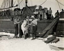 Lieutenant Rennick leading one of the ponies on to the sea ice Ant .. Old Photo picture