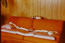 c1970's 35mm Slide, Mid Century Orange Sofa, Small Dogs, Wood Paneling picture
