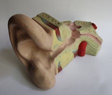 BIG VINTAGE HUMAN ANATOMY MODEL - EAR  picture