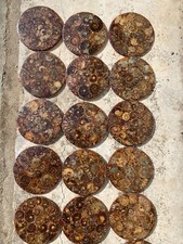 20PC Natural Ammonite Mineral Fossil Disc Ornament Crystal Specimen Collection picture