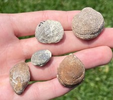 Fossil Brachiopod LOT Various Species Nice Collection picture