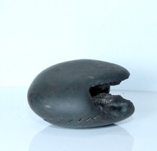 Golden Hayagriva Shaligram wt-135 gram size 2.50 inch picture
