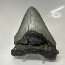 Megalodon Shark Tooth 4.24 Inch - Beautiful - Wide Fossil - Authentic 20490 picture