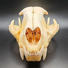Vintage 9in Long Cougar Skull Taxidermy Puma Concolor Mountain Lion picture
