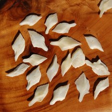 10pcs XL White Gar Fish Scales 1-1.5in Natural Craft Supplies picture