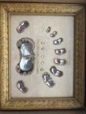 VINTAGE 1940S FRAMED CULTURED PEARLS & SHELLS JAPANESE OYSTER GROWTH DISPLAY picture