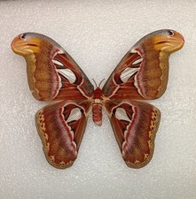Giant Atlas Moth, Attacus atlas, A-, Wings Spread, Real Insect, Entomology picture