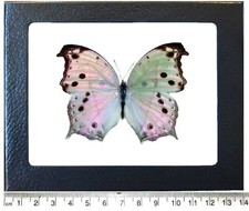 Salamis parhassus pink purple black mother of pearl butterfly Africa framed picture